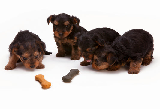 Easy ways to teach your dog tricks