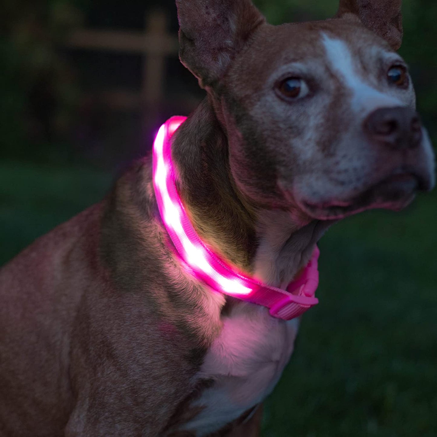 ' Safety LED Dog Collar – USB Rechargeable with Water Resistant Flashing Light